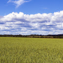 The vast fields have a good harvest  screen for extension Chrome web store in OffiDocs Chromium