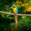 The Vibrant Parrot  screen for extension Chrome web store in OffiDocs Chromium