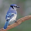 The Vibrant Spirit of the Sky  screen for extension Chrome web store in OffiDocs Chromium