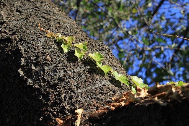 Téléchargement gratuit de The Vine Nature - photo ou image gratuite à modifier avec l'éditeur d'images en ligne GIMP