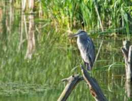 Free download The Watchful Heron free photo or picture to be edited with GIMP online image editor