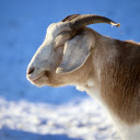 The white goat is dim in the sunlight  screen for extension Chrome web store in OffiDocs Chromium