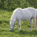 The white horse leisurely  screen for extension Chrome web store in OffiDocs Chromium