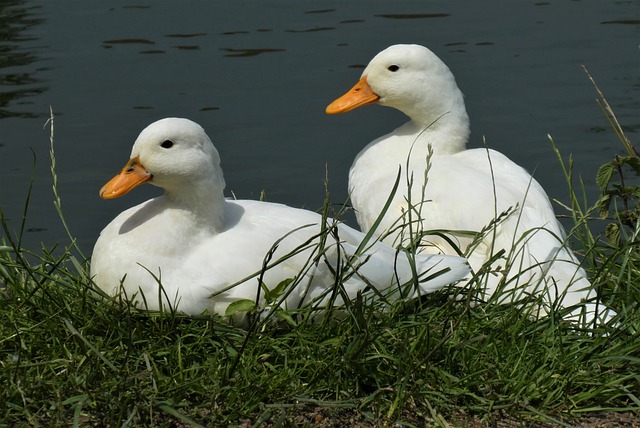 Free download the white of the ducks kwakers white free picture to be edited with GIMP free online image editor