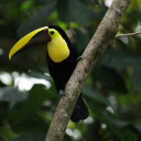 The Yellow billed Bird  screen for extension Chrome web store in OffiDocs Chromium