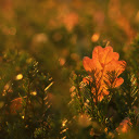 The yellow leaf falls  screen for extension Chrome web store in OffiDocs Chromium