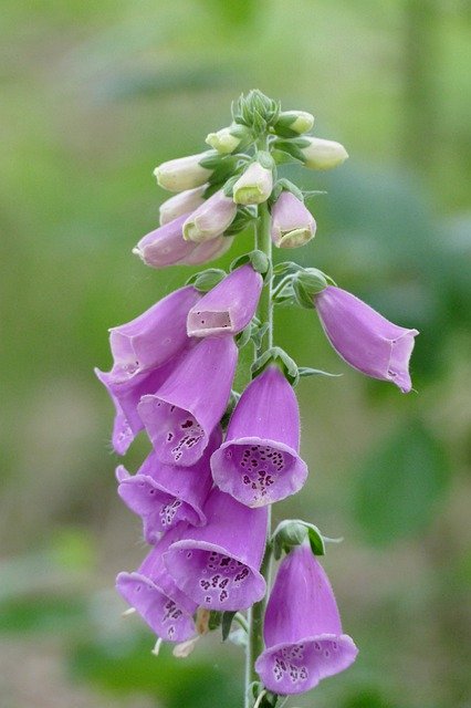 Muat turun percuma Thimble Flower Plant - foto atau gambar percuma untuk diedit dengan editor imej dalam talian GIMP