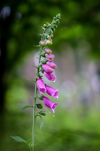 Free download thimble nature plant flower free picture to be edited with GIMP free online image editor