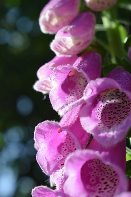 Kostenloser Download Fingerhut Pink Blossom - kostenloses Foto oder Bild zur Bearbeitung mit GIMP Online-Bildbearbeitung