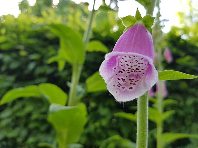 Free download Thimble Plant Flower Close -  free photo or picture to be edited with GIMP online image editor