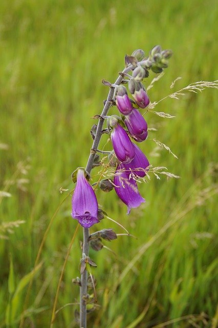 Free download Thimble Plant Wild -  free photo or picture to be edited with GIMP online image editor