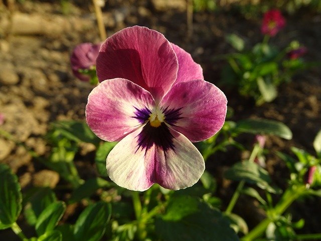 Free download Thinking Viola Tricolor Flower -  free photo or picture to be edited with GIMP online image editor