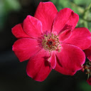 Thin petaled roses  screen for extension Chrome web store in OffiDocs Chromium