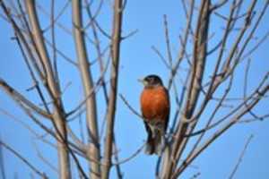 Free download This Robin Will Save Us All free photo or picture to be edited with GIMP online image editor