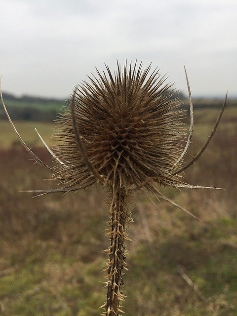 Free download Thistle Autumn Nature -  free photo or picture to be edited with GIMP online image editor