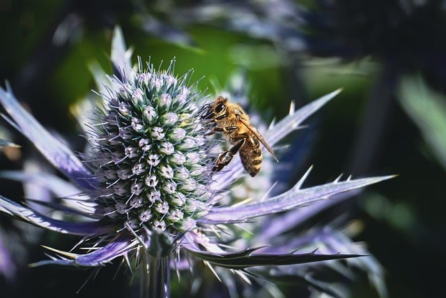 Free download thistle bee insect honey bee free picture to be edited with GIMP free online image editor