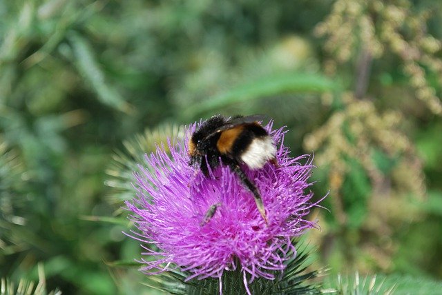 Descarga gratuita Thistle Bumblebee Flower - foto o imagen gratuita para editar con el editor de imágenes en línea GIMP