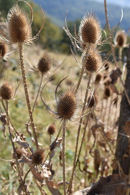 Free download Thistle Dried -  free photo template to be edited with GIMP online image editor