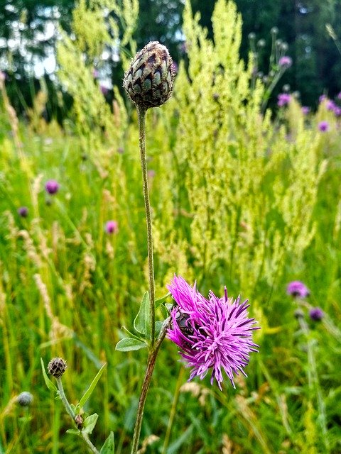 Download gratuito Thistle Flora Summer - foto o immagine gratuita da modificare con l'editor di immagini online GIMP