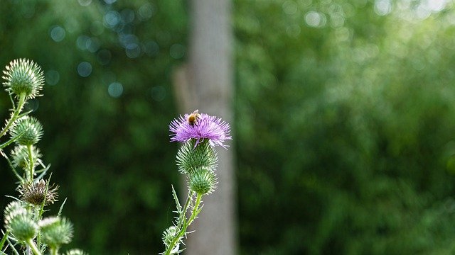 Free download Thistle Flower Bee -  free photo or picture to be edited with GIMP online image editor