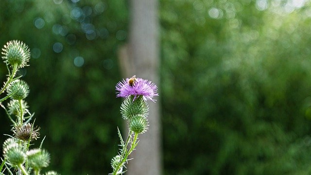 Free download Thistle Flower Bee -  free photo or picture to be edited with GIMP online image editor