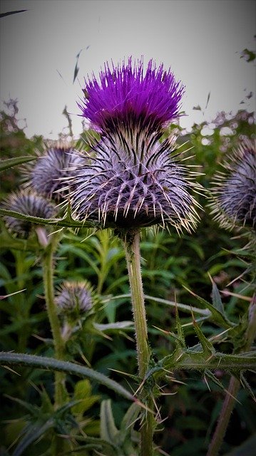 Free download Thistle Flower Bloom -  free photo or picture to be edited with GIMP online image editor