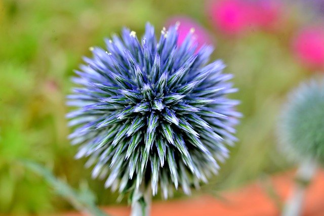 Free download Thistle Flower Blue -  free photo or picture to be edited with GIMP online image editor