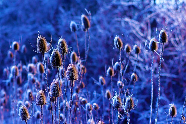 Free download thistle flower flora nature winter free picture to be edited with GIMP free online image editor