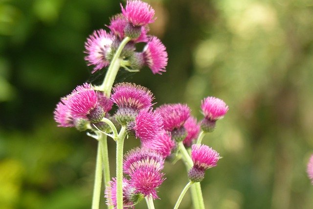 Free download Thistle Flower Meadow -  free photo or picture to be edited with GIMP online image editor