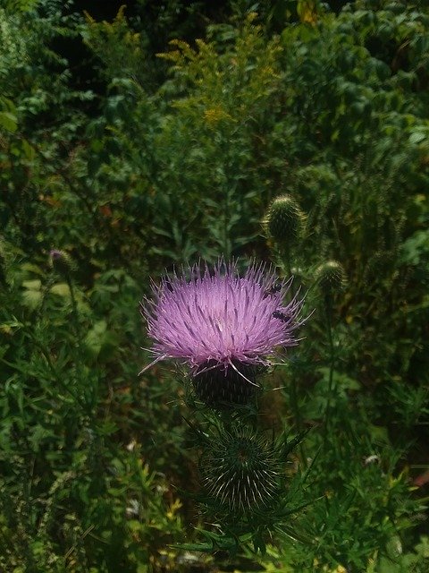 Free download Thistle Flower Nature -  free photo or picture to be edited with GIMP online image editor
