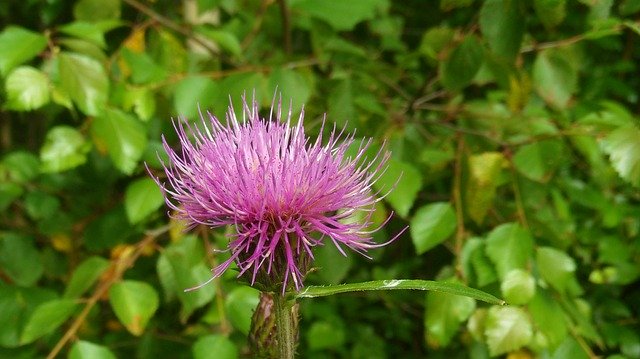 Unduh gratis Thistle Flower Plant - foto atau gambar gratis untuk diedit dengan editor gambar online GIMP