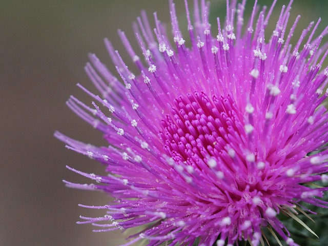 Free download thistle flower purple violet free picture to be edited with GIMP free online image editor