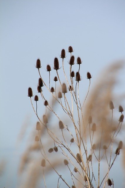 Free download Thistle Flowers Dry Nature Marais -  free photo or picture to be edited with GIMP online image editor