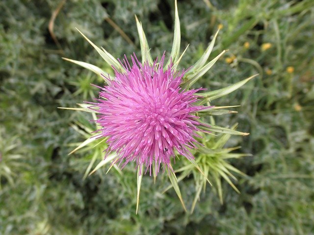 Template Photo Thistle Hiking Portugal -  for OffiDocs