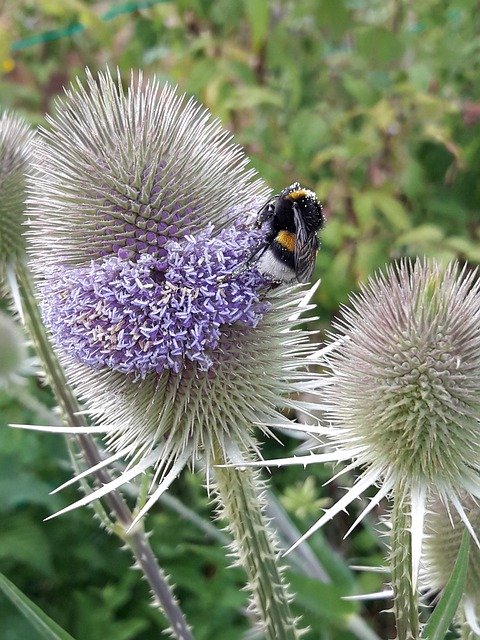 Muat turun percuma Thistle Hummel Nature Close - foto atau gambar percuma untuk diedit dengan editor imej dalam talian GIMP