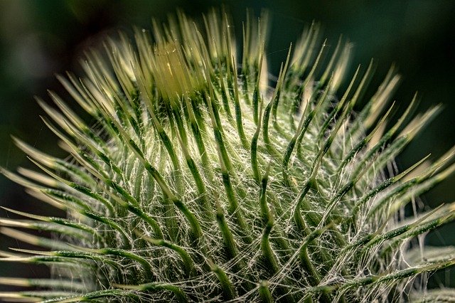 Free download Thistle Macro Nature -  free photo or picture to be edited with GIMP online image editor