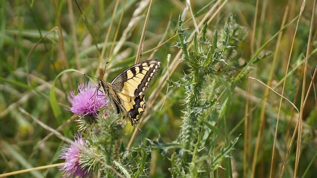 Descarga gratuita Thistle Nature: foto o imagen gratuita para editar con el editor de imágenes en línea GIMP