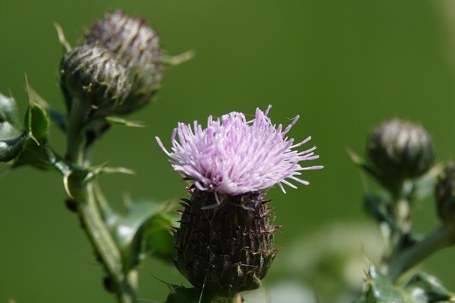 Free download Thistle Nature Flower -  free photo or picture to be edited with GIMP online image editor