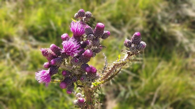 Free download Thistle Nature Plant Close -  free photo or picture to be edited with GIMP online image editor