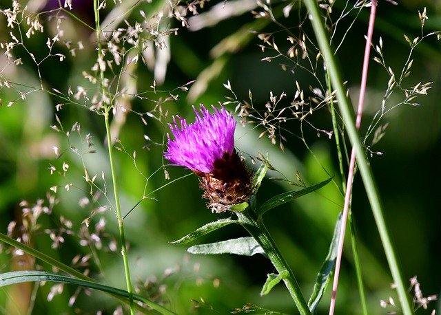 Free picture Thistle Plant Flower -  to be edited by GIMP free image editor by OffiDocs