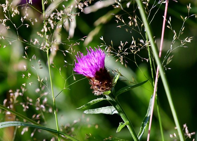 Unduh gratis Thistle Plant Flower - foto atau gambar gratis untuk diedit dengan editor gambar online GIMP