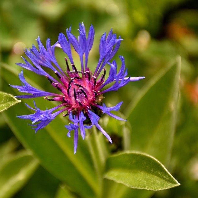 Muat turun percuma Thistle Plant Nature - foto atau gambar percuma untuk diedit dengan editor imej dalam talian GIMP