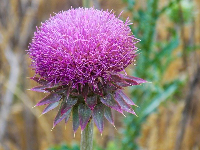 Free picture Thistle Purple Flower -  to be edited by GIMP free image editor by OffiDocs