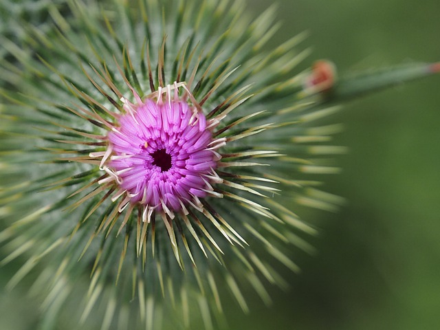 Free download thistle purple flower new forest free picture to be edited with GIMP free online image editor