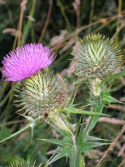Free download Thistle Purple Green -  free photo or picture to be edited with GIMP online image editor