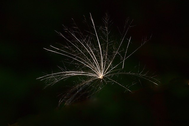 Free download Thistle Seeds Fluffy -  free photo or picture to be edited with GIMP online image editor
