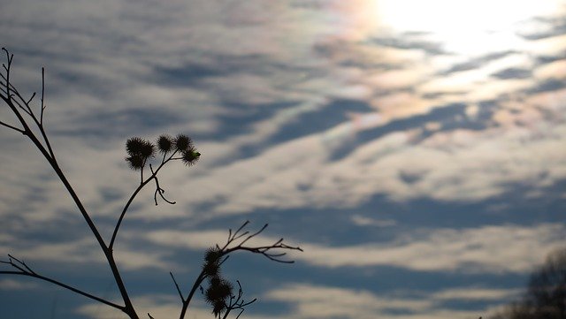 Free download Thistle Sky Nature free photo template to be edited with GIMP online image editor