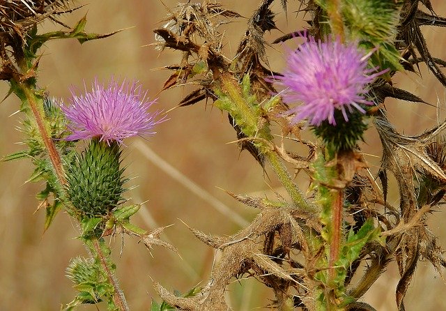 Free download Thistles Meadow Barbed -  free photo or picture to be edited with GIMP online image editor