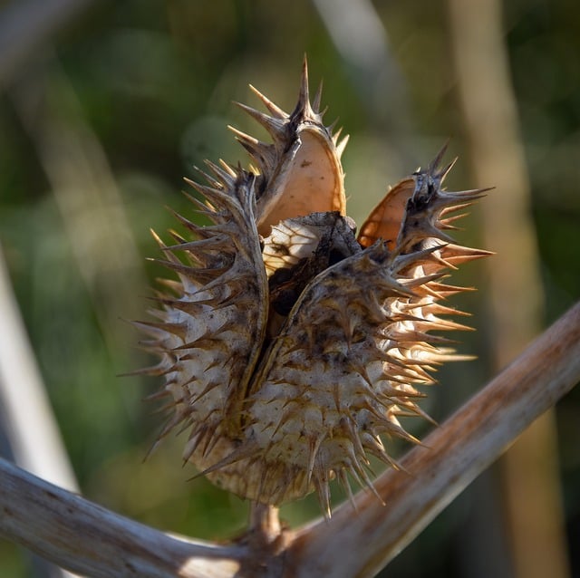 Free download thistle spicy dried path field free picture to be edited with GIMP free online image editor