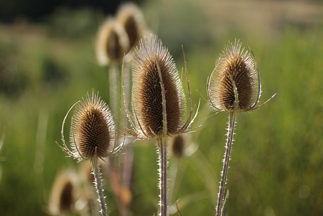 Free download thistles plants flower aura sun free picture to be edited with GIMP free online image editor
